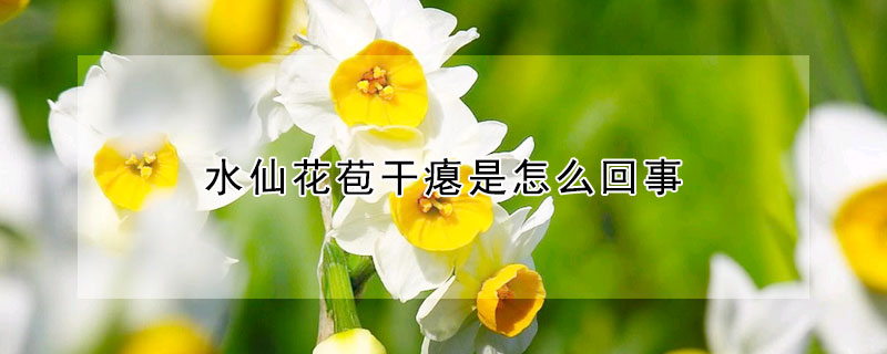 水仙花苞干癟是怎么回事