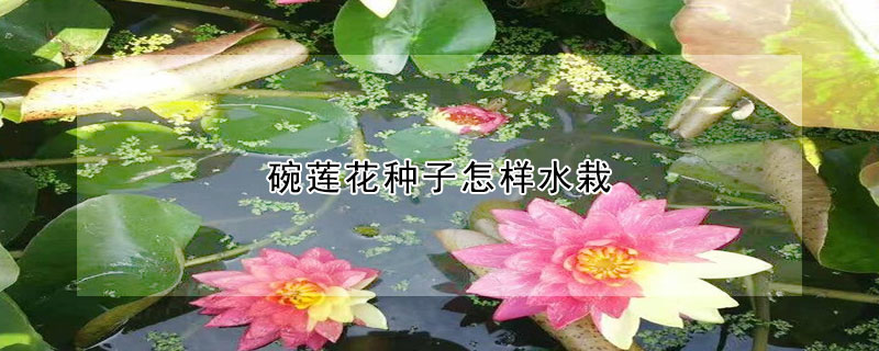 碗蓮花種子怎樣水栽