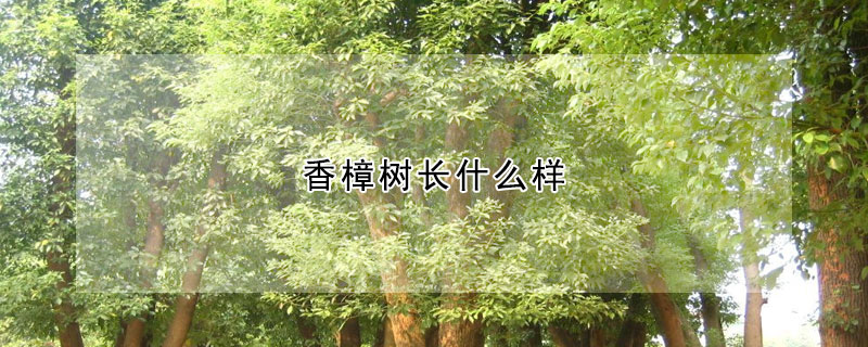 香樟樹長什么樣