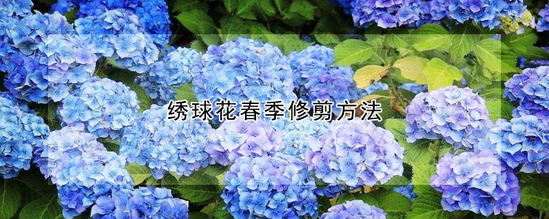 繡球花春季修剪方法