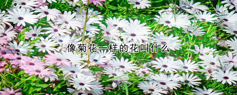 像菊花一樣的花叫什么