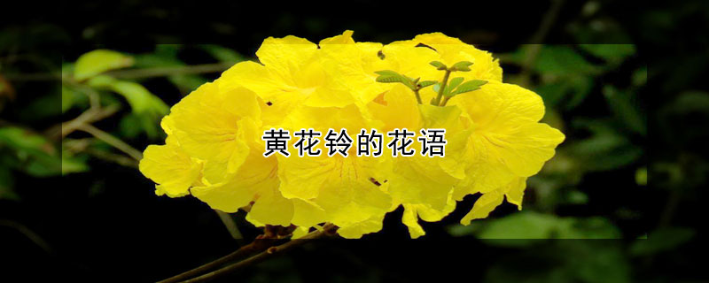 黃花鈴的花語(yǔ)