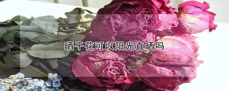 曬干花可以陽光直曬嗎