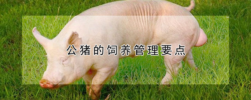 公豬的飼養(yǎng)管理要點(diǎn)