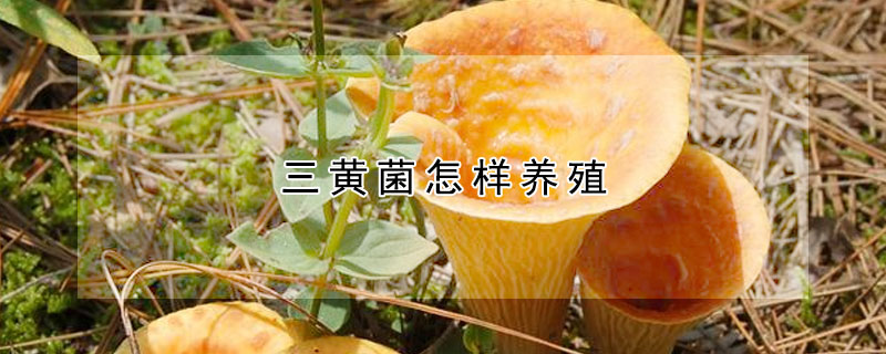 三黃菌怎樣養(yǎng)殖