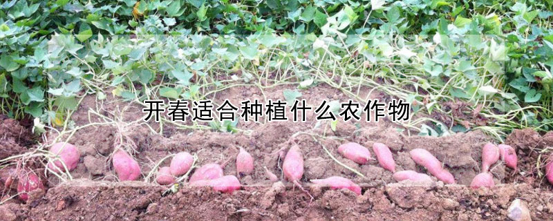 開春適合種植什么農作物