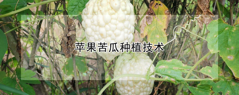 蘋果苦瓜種植技術(shù)