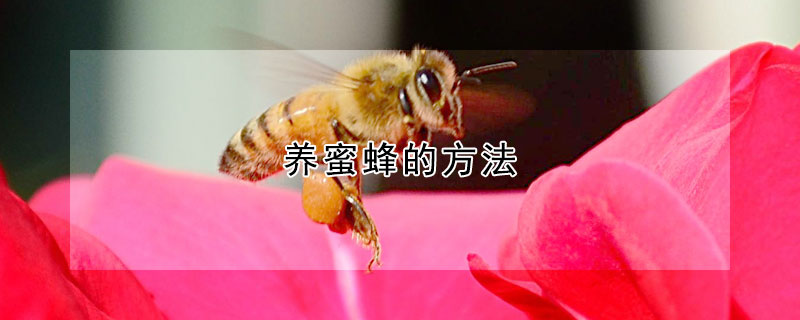 養(yǎng)蜜蜂的方法