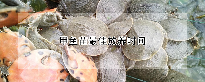 甲魚苗最佳放養時間