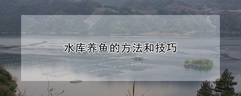 水庫養魚的方法和技巧