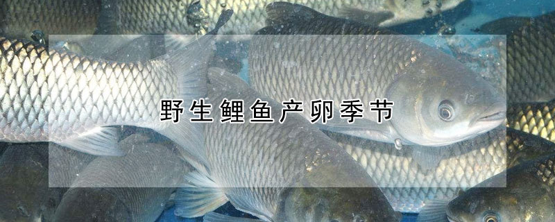 野生鯉魚產(chǎn)卵季節(jié)