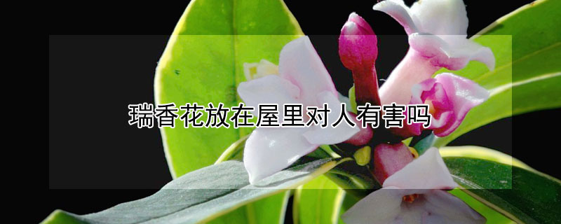 瑞香花放在屋里對人有害嗎