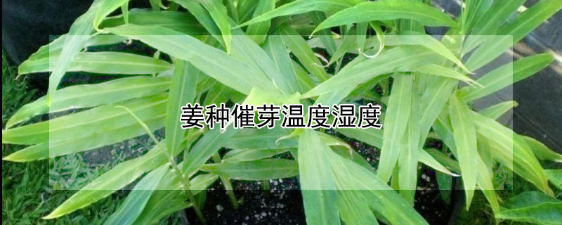 姜種催芽溫度濕度