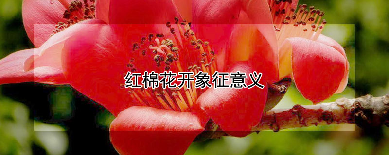 紅棉花開象征意義