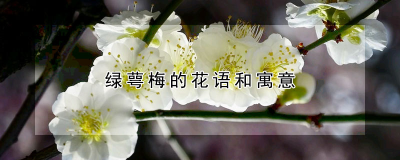 綠萼梅的花語(yǔ)和寓意