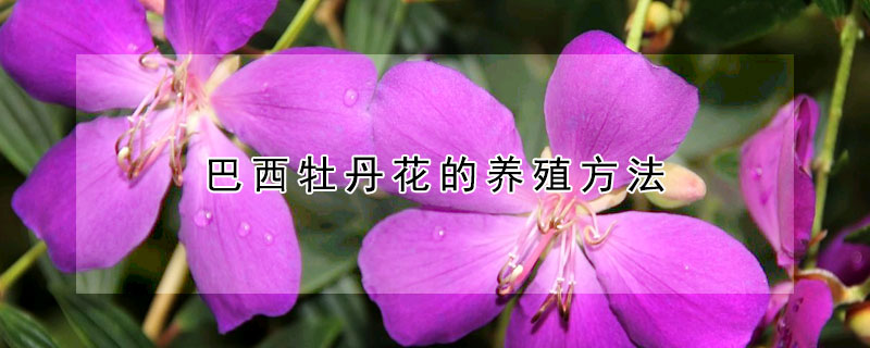 巴西牡丹花的養(yǎng)殖方法