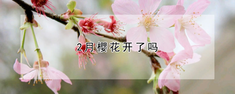 2月櫻花開了嗎