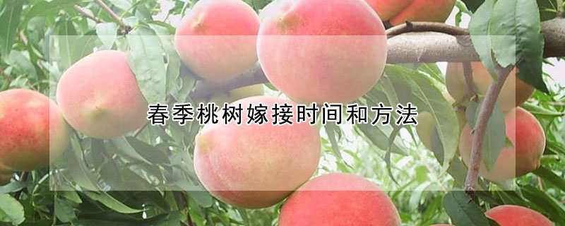 春季桃樹嫁接時(shí)間和方法