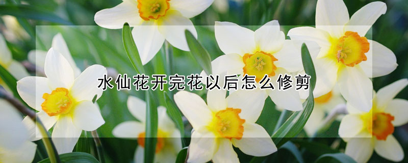 水仙花開完花以后怎么修剪