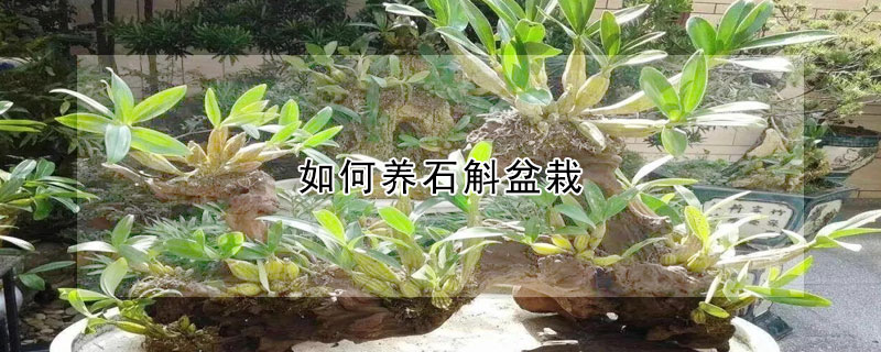 如何養石斛盆栽