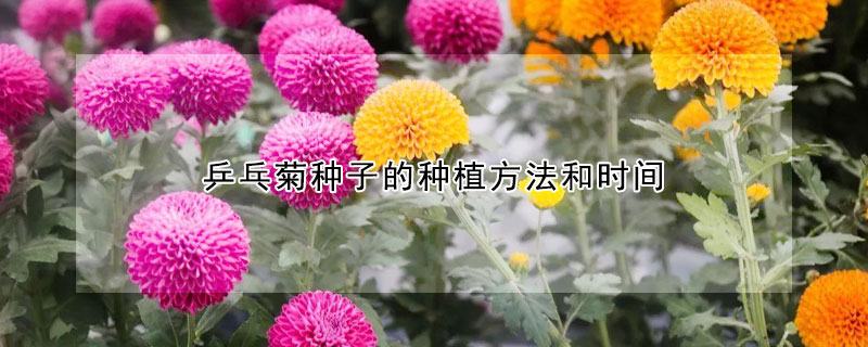 乒乓菊種子的種植方法和時(shí)間