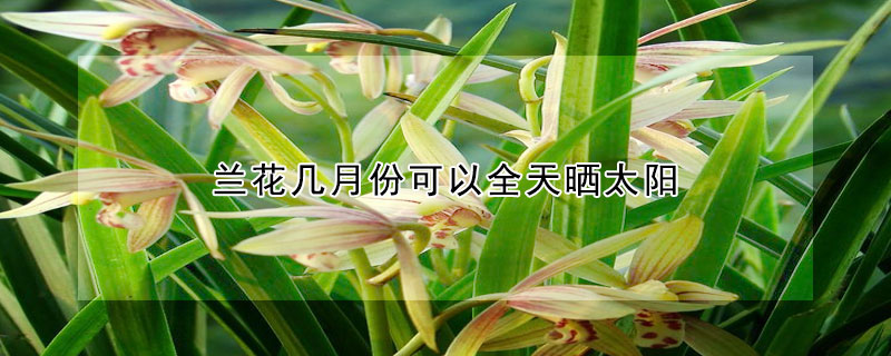 蘭花幾月份可以全天曬太陽