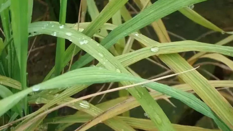 植物缺鋅的癥狀