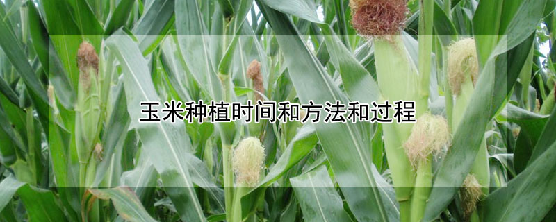 玉米種植時(shí)間和方法和過程