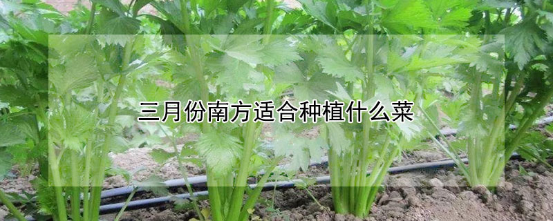 三月份南方適合種植什么菜