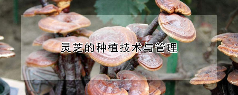 靈芝的種植技術(shù)與管理