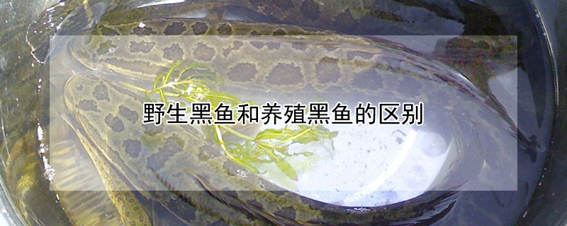 野生黑魚和養(yǎng)殖黑魚的區(qū)別