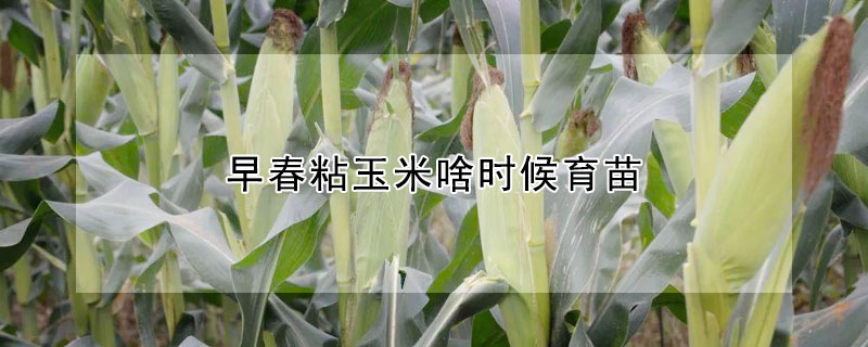 早春粘玉米啥時候育苗