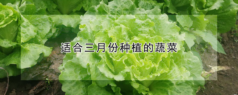 適合三月份種植的蔬菜