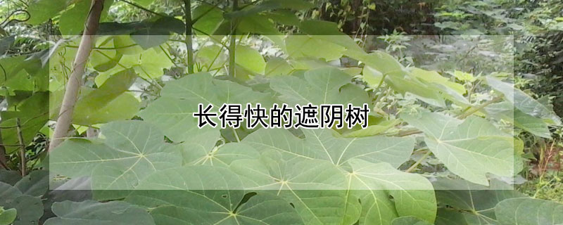 長得快的遮陰樹