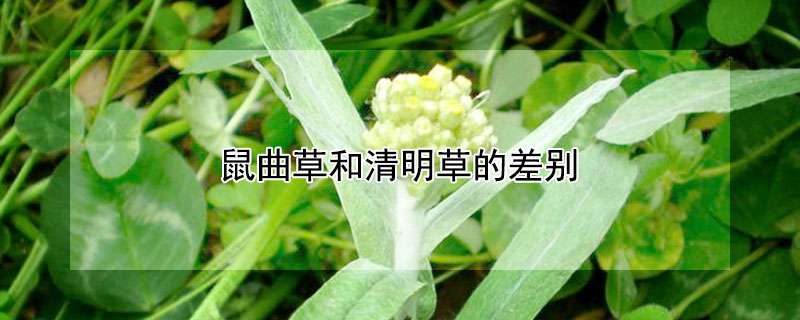 鼠曲草和清明草的差別