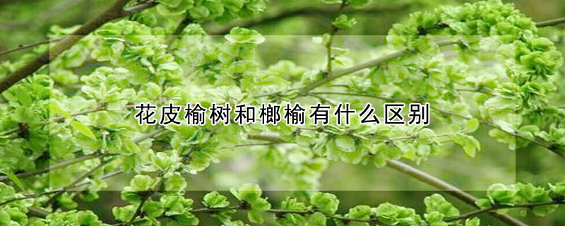 花皮榆樹和榔榆有什么區別