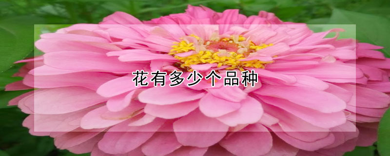 花有多少個(gè)品種