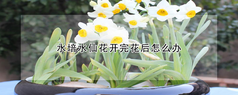 水培水仙花開完花后怎么辦