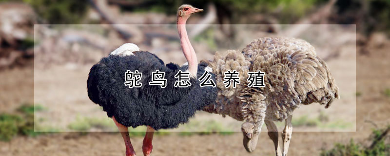 鴕鳥(niǎo)怎么養(yǎng)殖