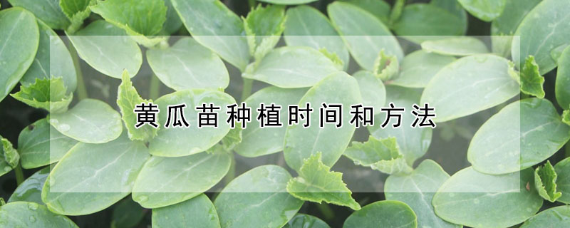 黃瓜苗種植時間和方法