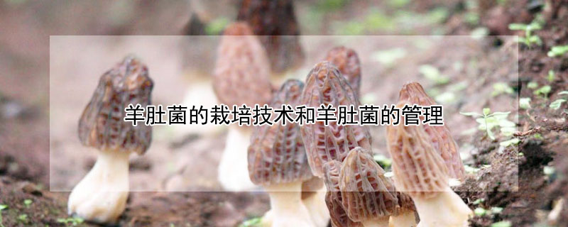 羊肚菌的生長條件和環(huán)境要求