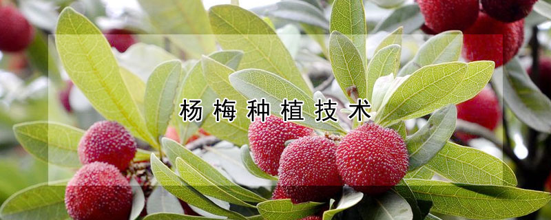 楊梅種植技術(shù)