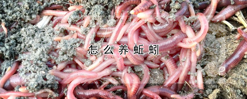 怎么養(yǎng)蚯蚓