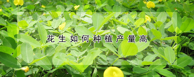 花生如何種植產量高