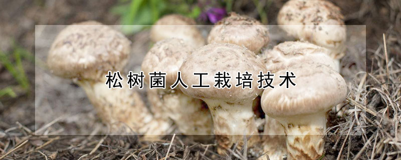 松樹菌人工栽培技術