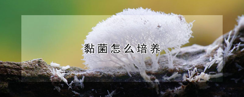 黏菌怎么培養(yǎng)