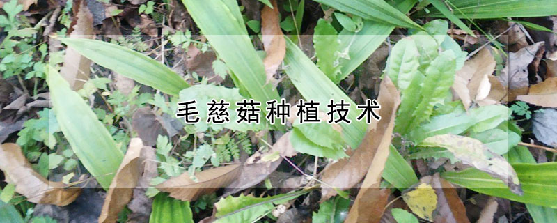 毛慈菇種植技術