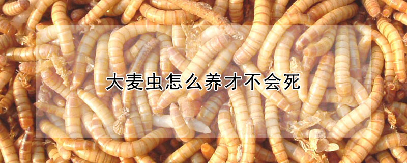 大麥蟲怎么養(yǎng)才不會(huì)死