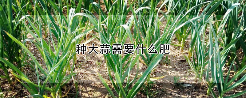 種大蒜需要什么肥