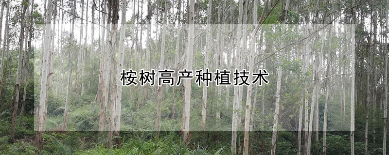 桉樹高產(chǎn)種植技術(shù)